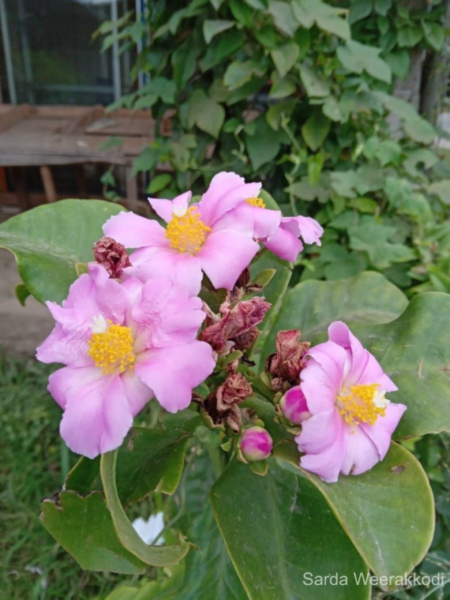 Rhodocactus grandifolius (Haw.) F.M.Knuth
